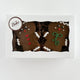 thumbnail for Gingerbread Cookie (2 Pack)
